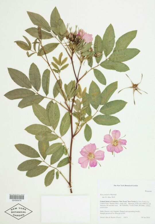 Mengenal Herbarium : Definisi, Manfaat, dan Cara Pembuatan