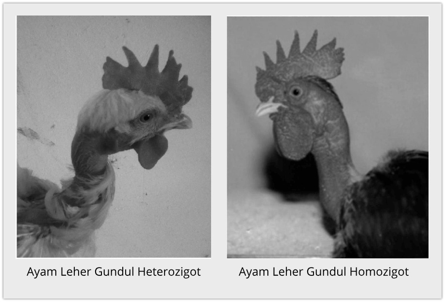 Perbedaan Ayam Leher Gundul Homozigot dan heterozigot
