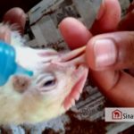 Vaksin dan Jadwal Vaksinasi Ayam Broiler