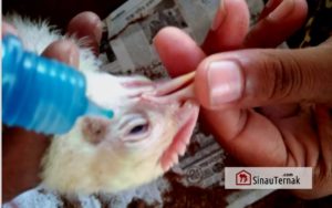 Vaksin dan Jadwal Vaksinasi Ayam Broiler