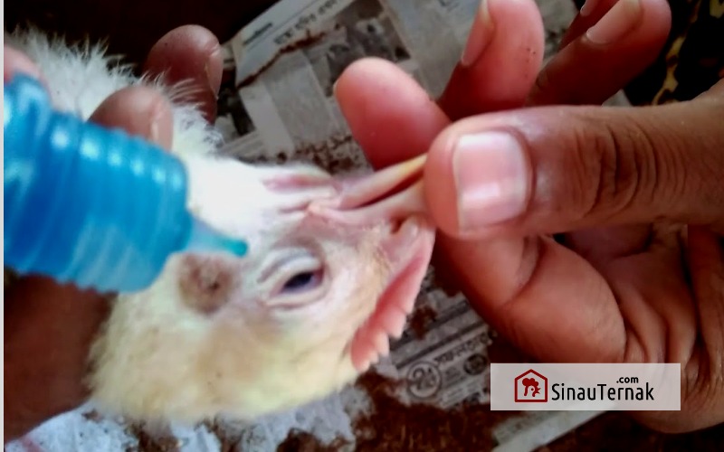 Vaksin dan Jadwal Vaksinasi Ayam Broiler