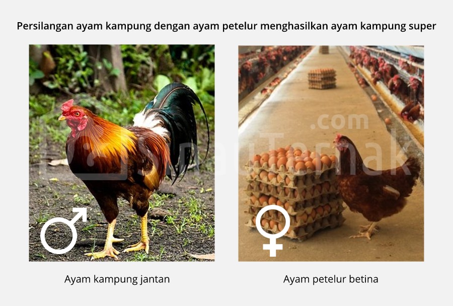 sejarah ayam kampung super