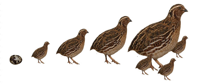 Mengenal Ternak Burung Puyuh (Coturnix coturnix japonica) -