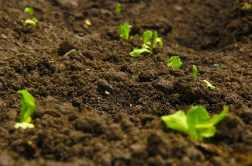 pupuk kandang dapat membuat tanah subur