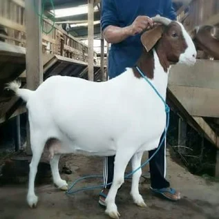 gambar kambing boerawa