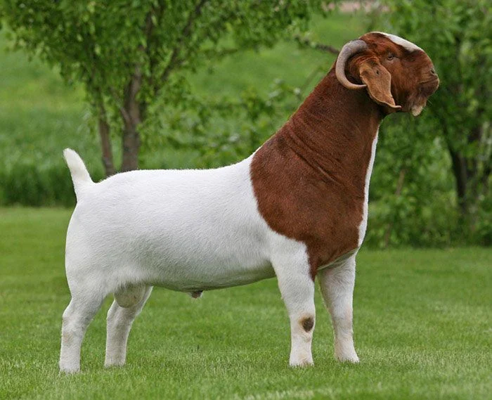 kambing boer asli