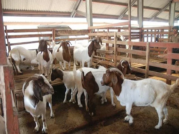 kambing boerawa