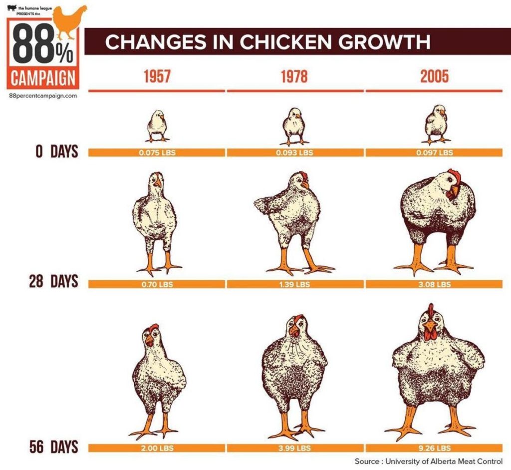 perkembangan ayam broiler dari tahun ke tahun
