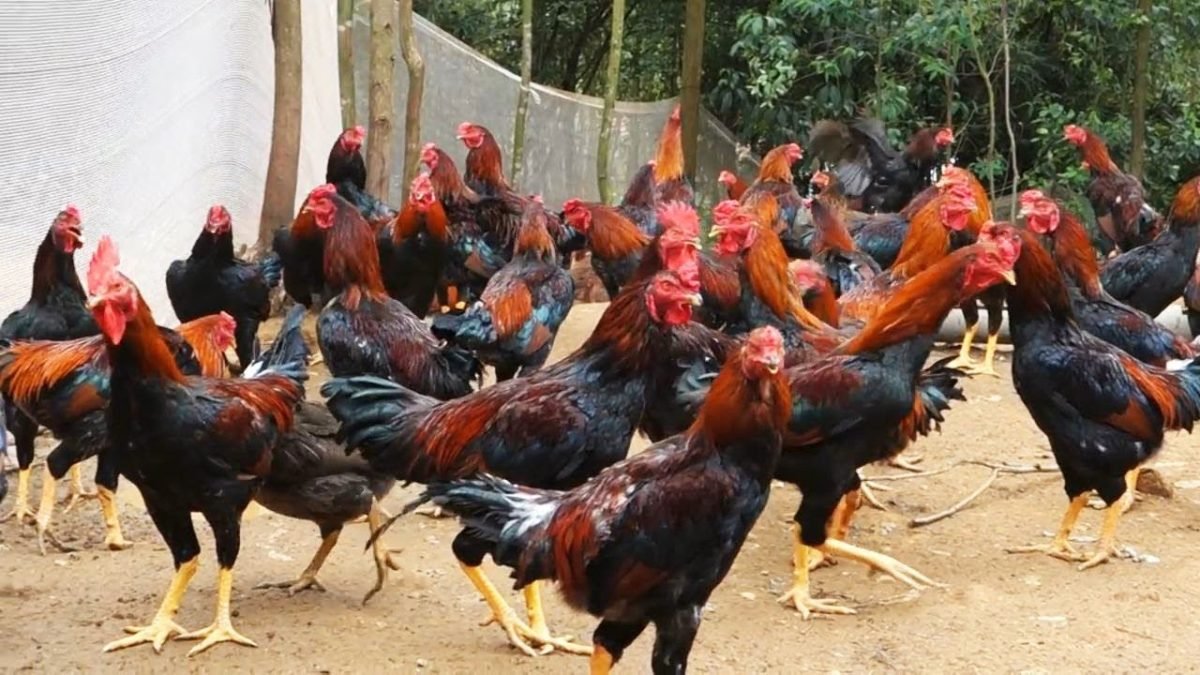 3 Macam Sistem Beternak Ayam Kampung - Sinau Ternak