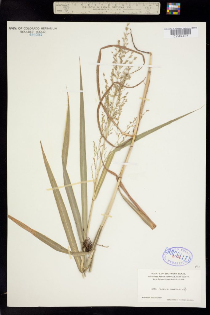 Herbarium Panicum maximum