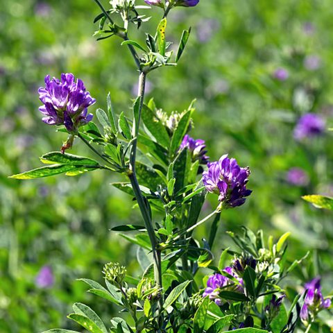 Tanaman legumn alfalfa sedang berbunga