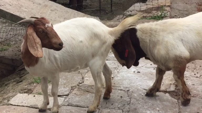 CiriCiri Birahi pada Kambing Sinau Ternak