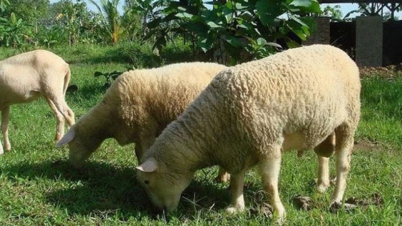 domba merino di Indonesia