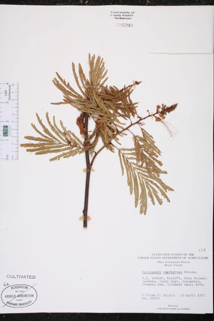 herbarium Calliandra calothyrsus 