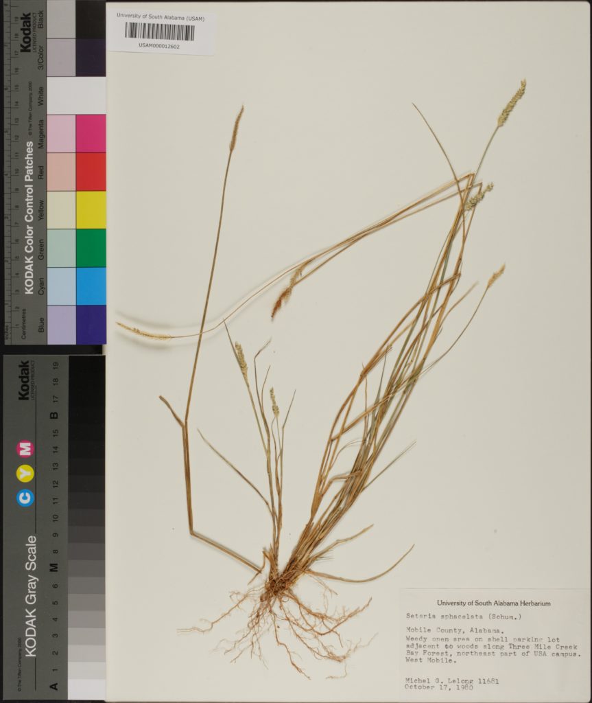 Herbarium  Setaria sphacelata