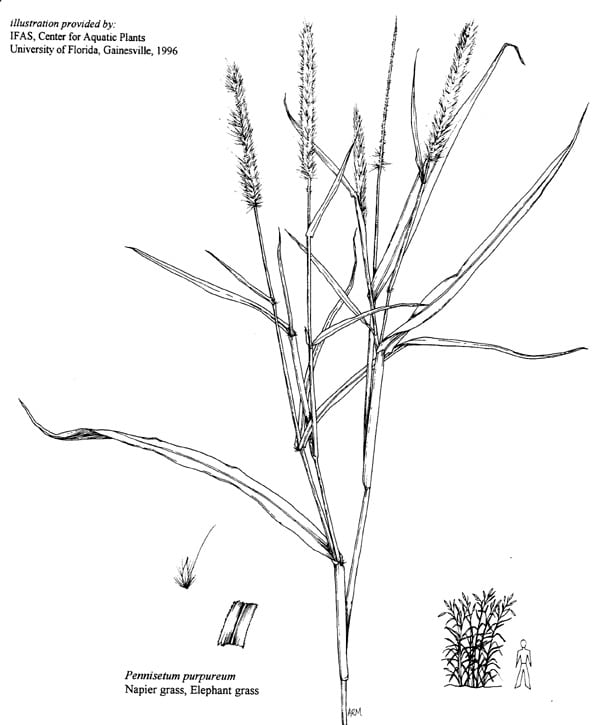 ilustrasi Pennisetum purpureum atau rumput gajah