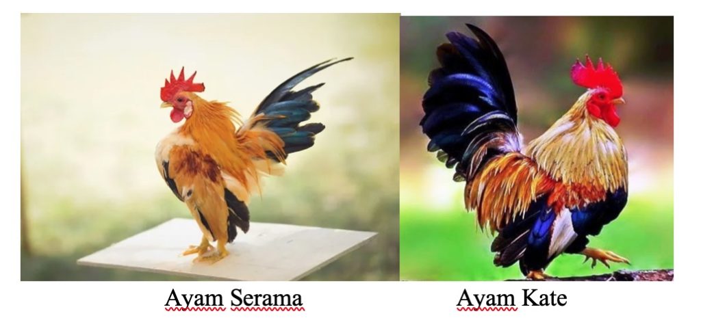 perbedaan ayam serama dengan ayam kate