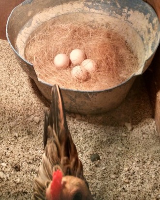 telur ayam serama