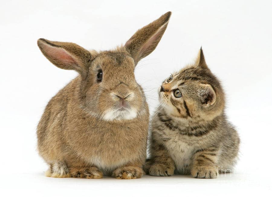 jenis-jenis kelinci