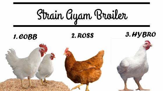 strain ayam broiler