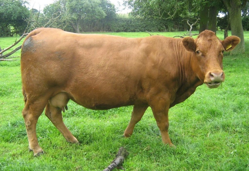 Mengenal Sapi Limousin - Sinau Ternak