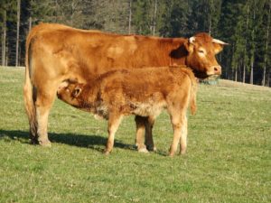 Mengenal Sapi Limousin - Sinau Ternak