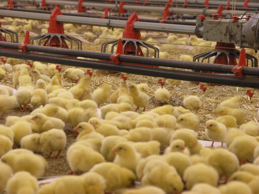Panduan Cara Beternak Ayam Potong Broiler Lengkap - Sinau Ternak
