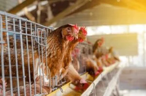 PROGRAM MOLTING DAN FORCE MOLTING PADA AYAM PETELUR