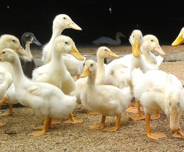 beternak bebek peking