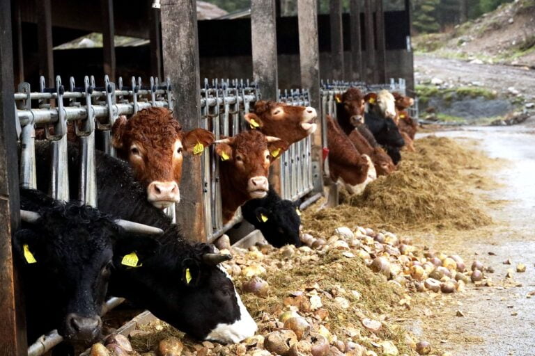 Budidaya Sapi Potong Yang Berkualitas - Sinau Ternak