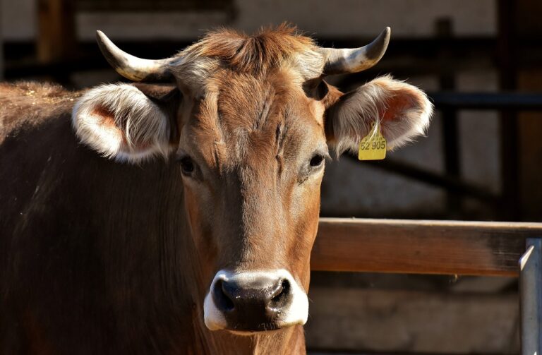 Budidaya Sapi Potong Yang Berkualitas - Sinau Ternak