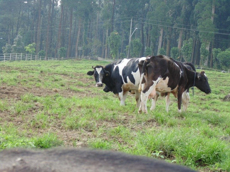 sapi Friesian Holstein