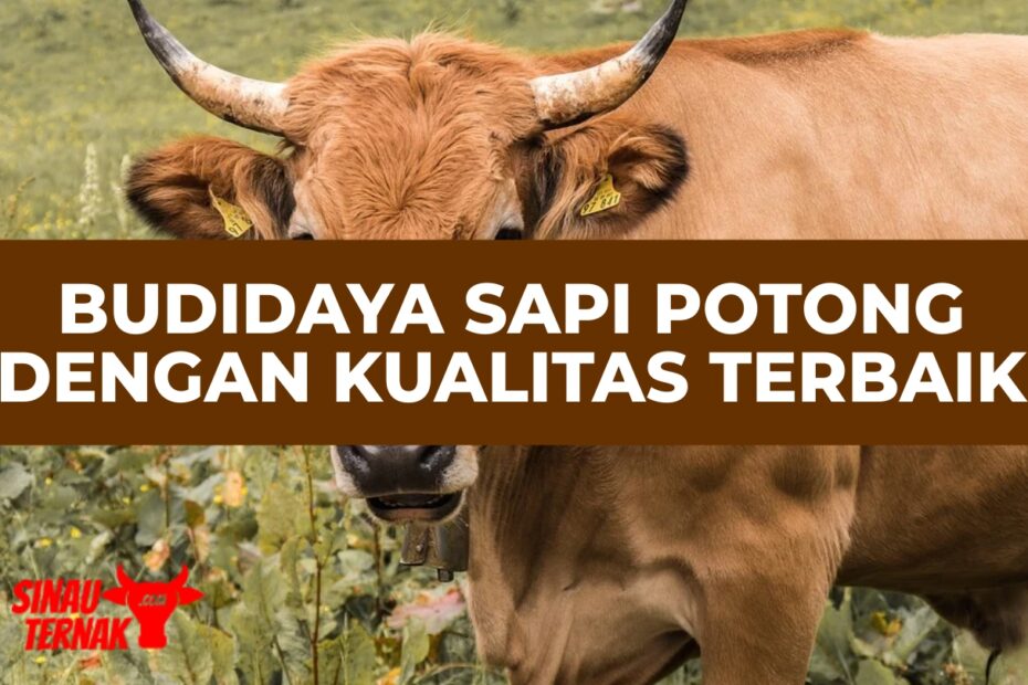 Kumpulan Artikel mengenai Budidaya hewan Ternak | SinauTernak.com
