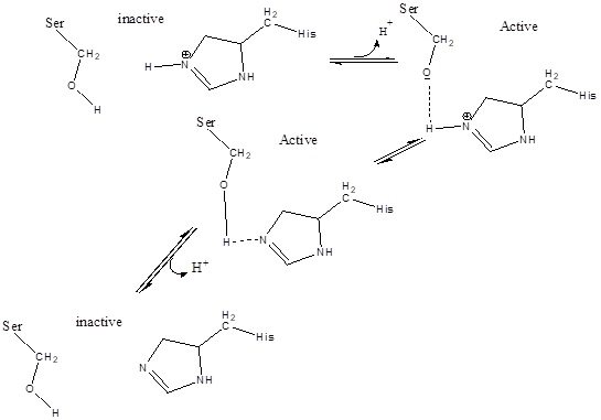 Proses aktivasi serin oleh histidin dan asp/glu lipase