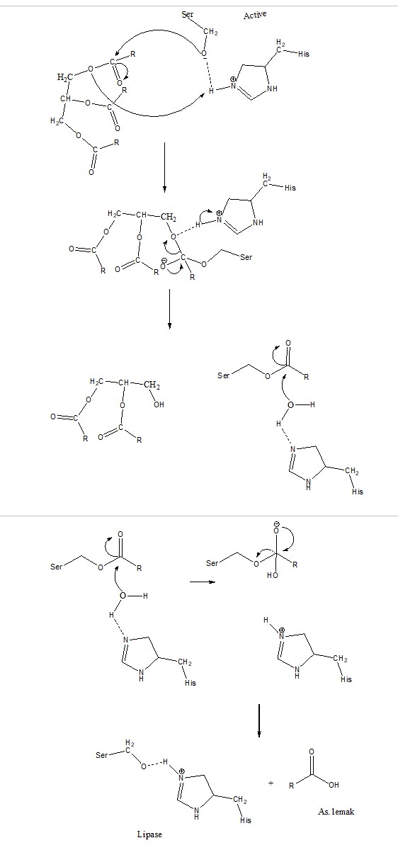 mekanisme reaksi dari hidrolisis triasilgliserol