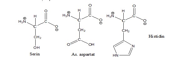 struktur dari asam amino serin, aspartat dan histidin.