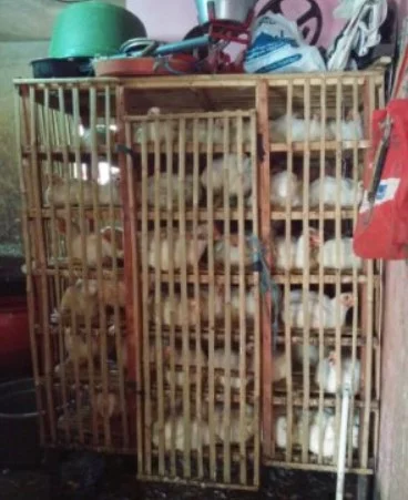 suplier daging ayam malang