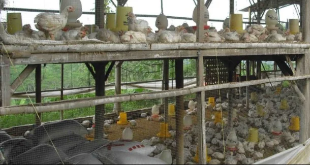 suplier daging ayam malang