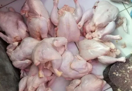 supplier daging ayam tangerang