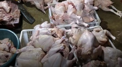 supplier daging ayam semarang