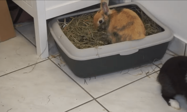 rabbit on litter box