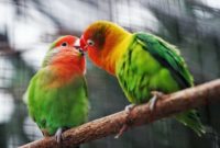 Lovebird in cage
