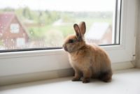 cara merawat kelinci yang baik agar panjang umur
