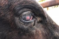 gejala klinis yang terlihat pada penyakit pink eye