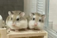 Jenis hamster peliharaan dan harganya