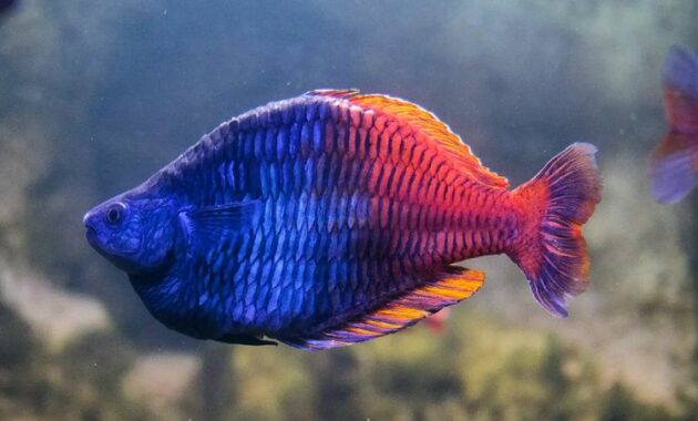 ikan rainbow aquascape