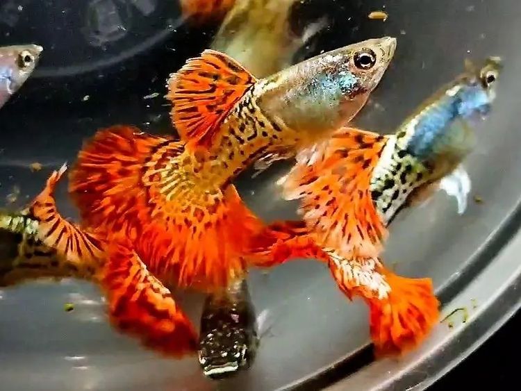 ikan guppy aquascape