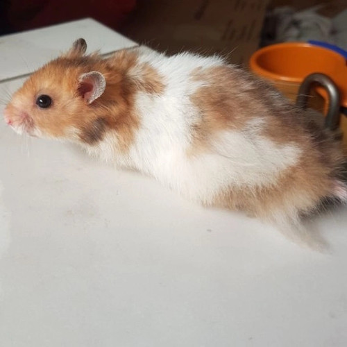 Hamster Syrian