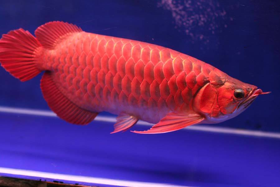 Ikan Arwana