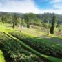 5 Destinasi Agrowisata Di Bali Yang Wajib Dikunjungi
